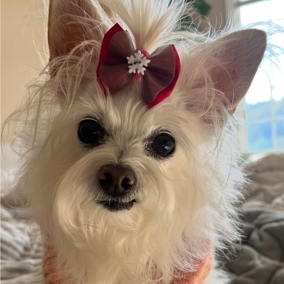 Meet your Posher, Posh - Picture 11 of 16